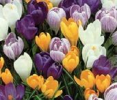 crocus