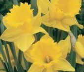 daffodil
