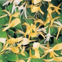 honeysuckle