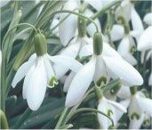 snowdrop